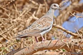 Pin By On Turtle Dove القـــمــــري Animals Bird