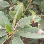 Image result for Ozoroa