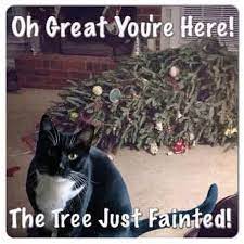 These Holiday Cat Memes Will Get You In The Christmas Spirit Cole Marmalade
