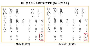 Color patterns.this exercise is a simulation of human karyotyping using. Pin On Education Homework