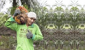 Persilangan antara dura (d) dan pisifera (p) akan menghasilkan tanaman komersial seperti tenera (t atau dp). Cara Budidaya Kelapa Sawit Terlengkap Meningkat Keuntungan Hingga 273