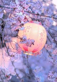 Quality Phone Tablet Backgrounds Hanami Cherry Blossom Blossom