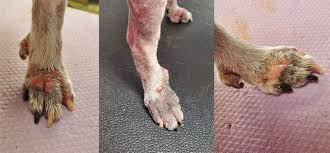 Image result for hotspot dogs