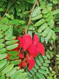 Image result for Cnestis