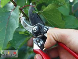However, pruning apricot trees in summer can be actually better for the tree. Summer Fruit Tree Pruning Workshop Leaf Root Fruit Gardening Services