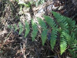 Image result for Hypolepis rugosula