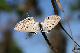 Image result for Cyanotis sp. aff. C. lapidosa