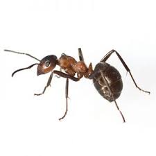 Walter salazar pest control's fast, friendly, and knowledgeable technicians are trained to provide superior service by eliminating any current pest problems and suppressing further pest infestations. Common Florida Insects Pests Well S Termite Pest Control