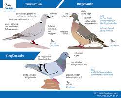 Vogel Bestimmen Tauben Im Vergleich Nabu