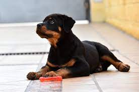 Does your rottweiler ignore you or disobey your commands and you don't know why? How To Train A Rottweiler Puppy Rottie Training Timeline American Kennel Club