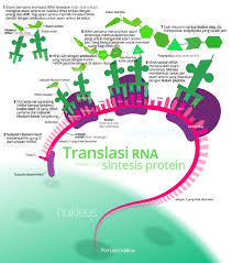 Sintesis Protein Wikipedia Bahasa Indonesia Ensiklopedia Bebas