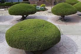 Check spelling or type a new query. Tree Trimming Services Brentwood Tn Tree Care Professionals
