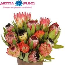 Image result for Platycoryne protearum