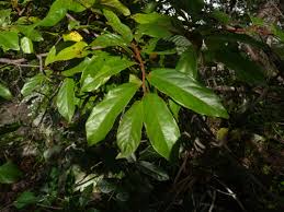 Image result for Uvariastrum