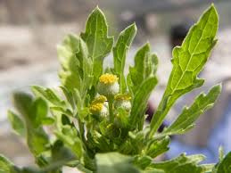 Image result for Dichrocephala