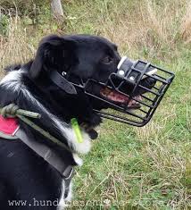 Maybe you would like to learn more about one of these? Wire Muzzle For Border Collie And Their Mixes 55 7
