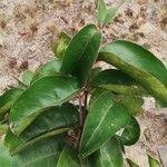 Image result for Cassipourea congoensis