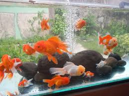 Budidaya Ikan Mas Koki Mutiara Di Kolam Terpal Tanpa Oksigen