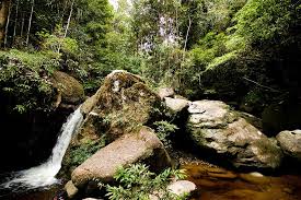 The topic is about kuala tahan national park, pahang, malaysia, not malaysian np's in general. 2d1n Real Inner Jungle Package Lata Luis Ex Sungai Relau Taman Negara