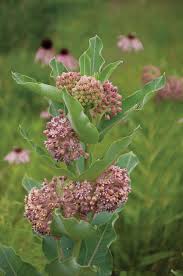 Monarch Caterpillar On Common Milkweed Native Plants Seed Catalogs Plants