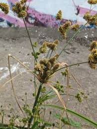 Image result for Cyperus alopecuroides