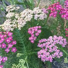 Yarrow Colorado Mix Yarrow Flower Types Of Roses Growing Roses