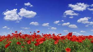 Check spelling or type a new query. Poppies Flower Field Wallpaper Image Background Picture Wallpaperimageshd Com