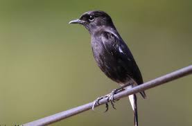 Check spelling or type a new query. Cara Merawat Burung Decu Belang Agar Makin Gacor Om Kicau