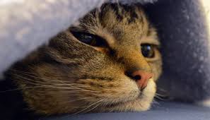 Cat cancer symptoms can be subtle and cats are good at Cats Get Breast Cancer Too And There S A Lot We Can Learn From It Science Smithsonian Magazine