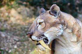 14 Extinct Animals That Could Be Resurrected