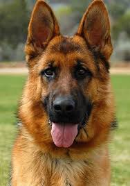 Personal Protection Dogs For Sale Uk Buy K9 Trained Dogs Shepherd Dog Breeds German Shepherd Dogs Shepherd Dog