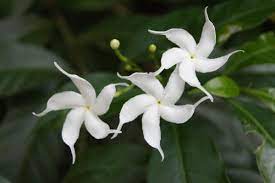 White Jasmine Jasmine Flower Jasmine Plant Plants
