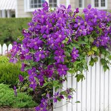 Check spelling or type a new query. 35 Types Of Clematis To Grow Best Clematis Varieties