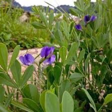 Image result for Indigofera vicioides