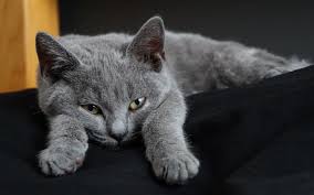 تحميل خلفيات Chartreux القط 4k رمادي قصير الشعر القط الحيوانات الأليفة القطط Chartreux Cat Russian Blue Cat Korat Cat