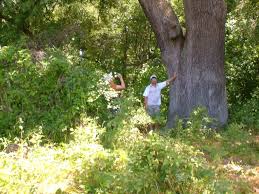 Pădurea letea este o zonă strict protejată din delta dunării, astfel că intrarea este permisă doar pe jos (cel mai bine ar fi să mergeți însoțiți de un ghid care cunoaște regiunea). Https Www Xn Delt 3sa Ro Ro Locatii P C4 83durea Letea