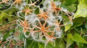 Image result for Clematis brachiata