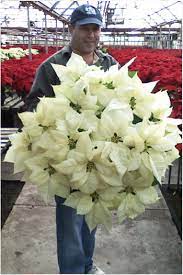 C l flowers lives on s 1300 in salt lake city, utah. Salt Lake City Utah Quality Flowers And Plants