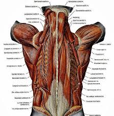 It permits movement of the body, maintains posture and circulates blood throughout the body. Grant S Anatomy W1 Intermediate And Deep Back Muscles Diagram Quizlet