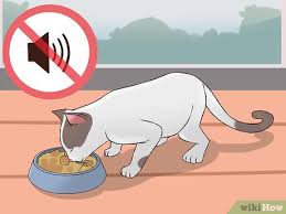Check spelling or type a new query. 3 Ways To Change Cat Food Wikihow