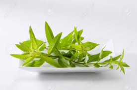 Aloysia citrodora, lemon verbena, is a species of flowering plant in the verbena family verbenaceae, native to south america. Lemon Verbena Leaves Aloysia Citriodora Naturopathy White Background Stock Photo Picture And Royalty Free Image Image 19839723
