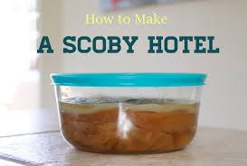 So You Made Your First Batch Of Kombucha And Have An Extra Scoby Now What Do You Do Here S A Step By Step Guide On How Scoby Hotel Kombucha Recipe Kombucha