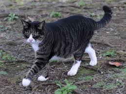 Black And White Tabby Cat Breeds All Things Warrior Cats Roleplay Characters Showing 1 16 Of 16 Tabby Cat Pictures Grey Tabby Cats Tabby Cat