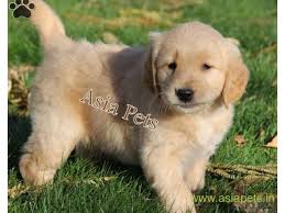 The low cost of breeding is approximately $15,828. Golden Retriever Puppies For Sale In Secunderabad Golden Retriever Puppies For Sale In Secunderabad