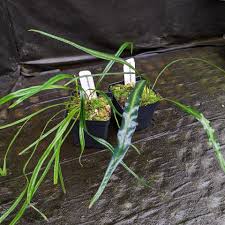 Image result for Elaphoglossum lancifolium