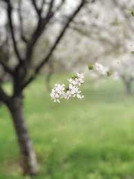 Prognoza meteo pentru în chișinău pe o săptămână este pregătită de către mapmakers group ltd. Prognoza Meteo Vremea Se Va IncÄƒlzi SÄƒptÄƒmana Viitoare Dar Va Fi Mai Rece Decat De Obicei In Perioada 1 8 Martie Hotnews Mobile