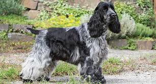 It's free to post an ad. American Cocker Spaniel Dog Breed Profile Petfinder