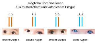 Dominanz bezeichnet in der genetik die vorherrschende wirkung eines als dominant bezeichneten allels gegenüber der wirkung eines anderen, rezessiv genannten allels. Klassische Vererbung Vorbereitung Auf Den Msa
