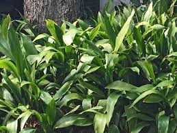 In working with texas gardeners for more than 45 years, i've seen a lot of bad winters do a lot of bad things to our plants. Plants For Dallas Your Source For The Best Landscape Plant Information For The Dallas Ft Worth Metroplex Cast Iron Plant