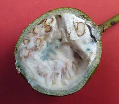 Image result for Crateva